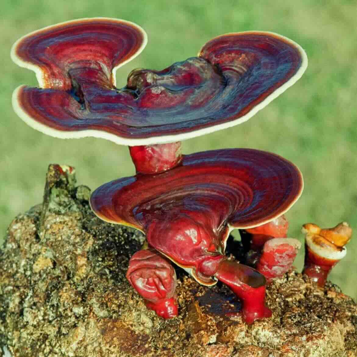 Sightcare quercetin ingredient